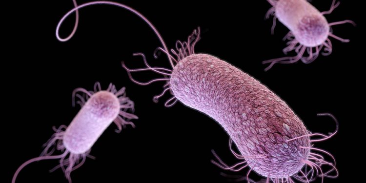 호수에서 넘어져 생긴 상처, 에어로모나스 박테리아 감염