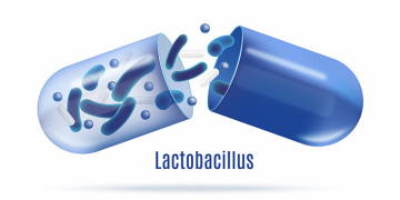 [텍사스N 건강기획 – 유산균 1편] 락토바실러스 플란타늄(Lactobacillus plantarum)