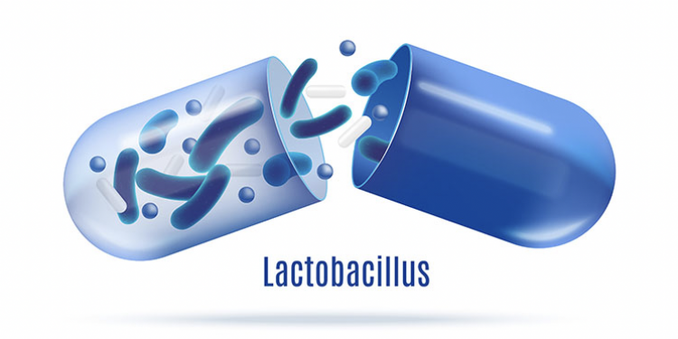 [텍사스N 건강기획 – 유산균 1편] 락토바실러스 플란타늄(Lactobacillus plantarum)