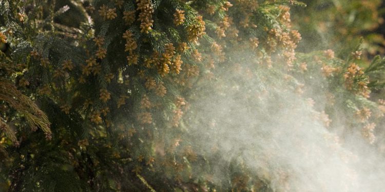 중부 텍사스 ‘시더 피버(꽃가루 알레르기)’ 확산