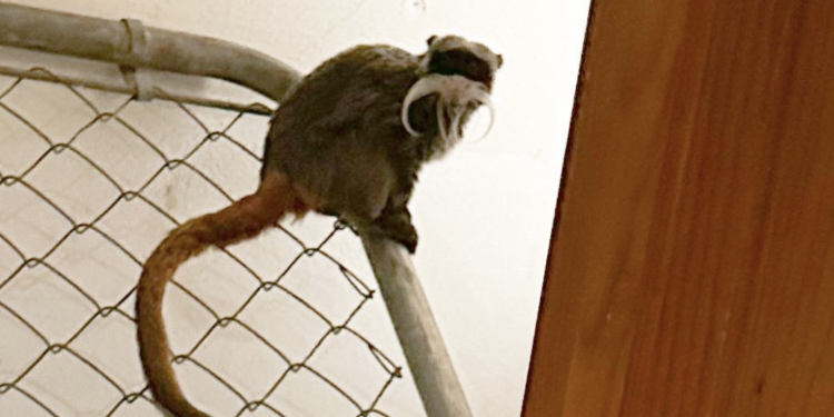 달라스 동물원, 도둑맞은 비단털 원숭이 찾았다