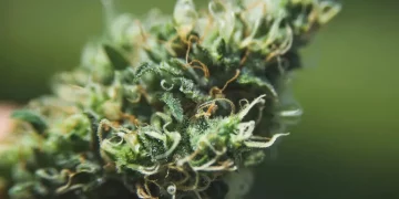 텍사스 하원, ‘달라스, 오락용 마리화나 합법화’ 발의 … 의회통과는 ‘불투명’