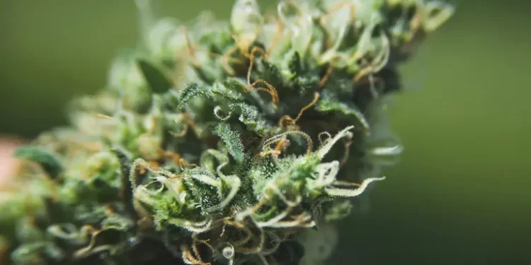 텍사스 하원, ‘달라스, 오락용 마리화나 합법화’ 발의 … 의회통과는 ‘불투명’