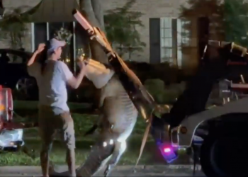 휴스턴 인근 도시에서 11피트 거대 악어 발견 … “텍사스에 50만 개체 서식 추정”