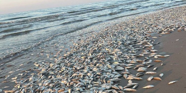 텍사스 걸프연안에서 물고기 집단 폐사 … “폭염과 산소부족이 원인”