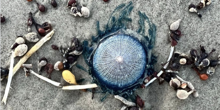 텍사스 걸프해안, 푸른우산관해파리 출몰 … “만지지 말아야”