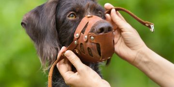 미국에서 연간 470만명이 개물림 사고 피해
