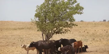 텍사스 무더위와 가뭄, 축산농가들 ‘위기’