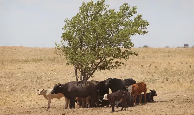 텍사스 무더위와 가뭄, 축산농가들 ‘위기’
