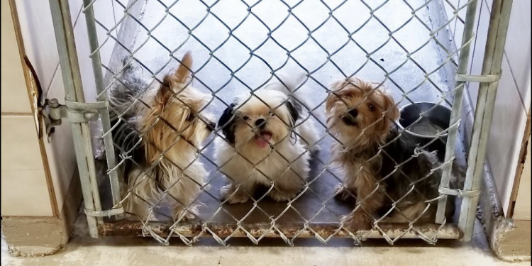 텍사스, 반려동물 유기 증가 … “폭염에 죽은 채 발견”