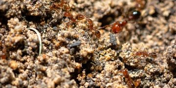 텍사스 폭염과 가뭄에 실내 해충 증가