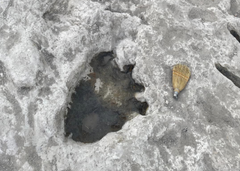 텍사스, 가뭄으로 드러난 강바닥 공룡발자국