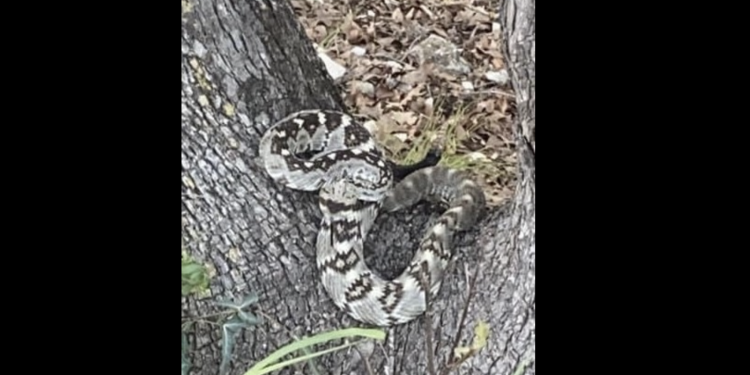 텍사스에서 서식지 확산추세인 ‘검은꼬리 방울뱀’