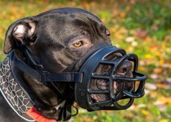 포트워스 동북부에서 개물림 사고 … 어린이 포함 4명 부상