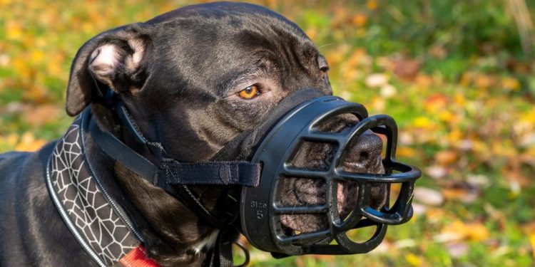 포트워스 동북부에서 개물림 사고 … 어린이 포함 4명 부상