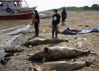 아마존강 수온 급상승 … 분홍돌고래 120마리 폐사
