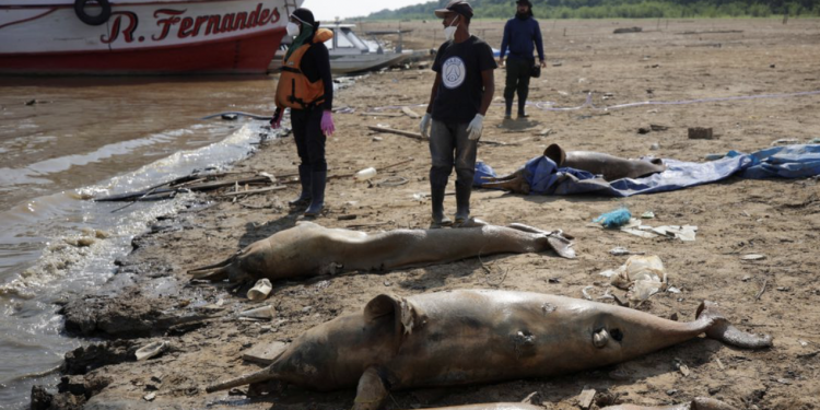 아마존강 수온 급상승 … 분홍돌고래 120마리 폐사