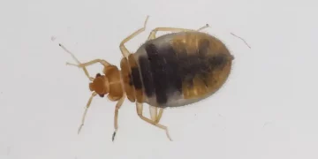 한국 ‘빈대’출몰에 미국 언론 “한국방문시 주의”