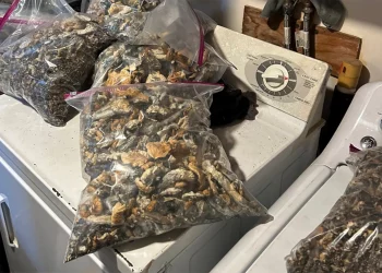 ‘환각 버섯’ 압수 증가 … 2017년 대비 273% 증가