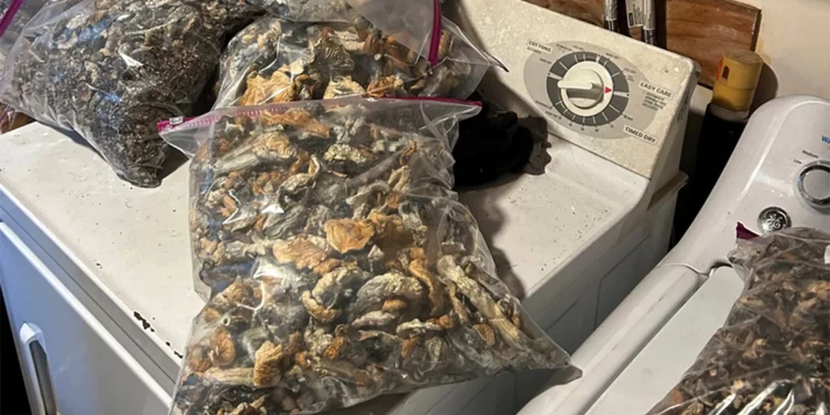 ‘환각 버섯’ 압수 증가 … 2017년 대비 273% 증가