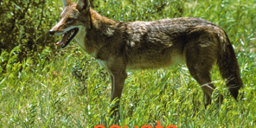 텍사스, 야생 코요테 출몰 빈번 … “알링턴 3명 어린이 물림사고”