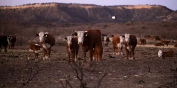 조류에서 젖소로, 젖소에서 사람에게 전파된 조류독감