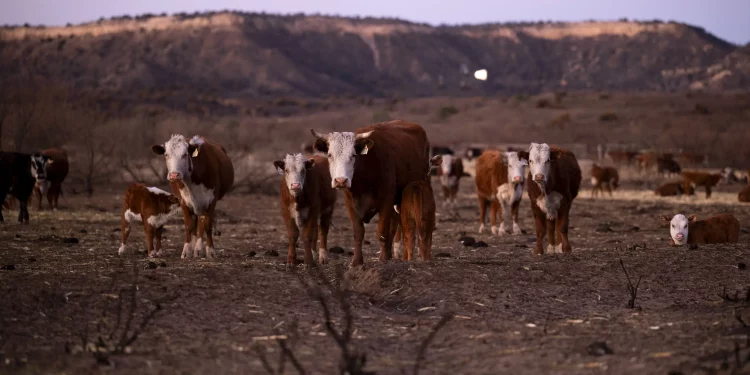 조류에서 젖소로, 젖소에서 사람에게 전파된 조류독감