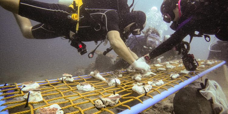 해수 온도 상승으로 전세계 산호초 백화현상 가속