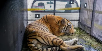 동물원 탈출한 호랑이, 텍사스-멕시코 국경에서 포획성공
