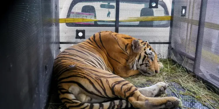 동물원 탈출한 호랑이, 텍사스-멕시코 국경에서 포획성공