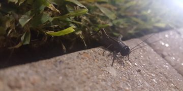 텍사스 전역, 검은 귀뚜라미 급증 … “살충제보다는 허브식물 활용”