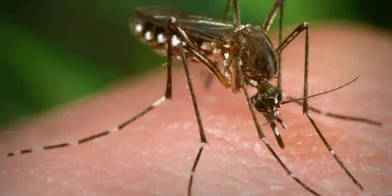 텍사스, 뎅기열 첫 지역 감염 보고