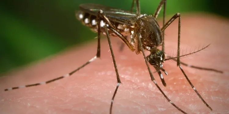 텍사스, 뎅기열 첫 지역 감염 보고