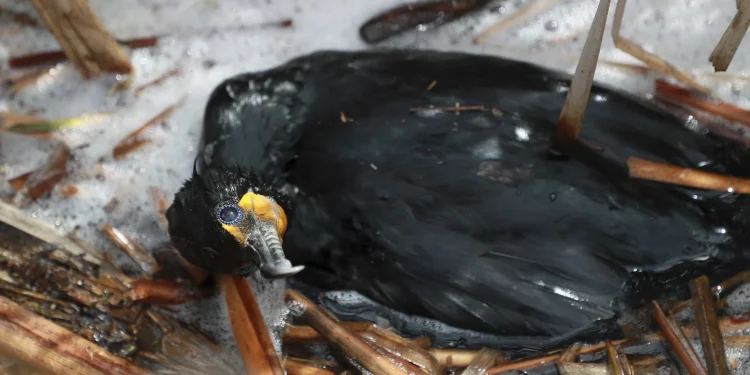 오스틴 북부, 조류 독감 확인