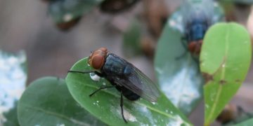 텍사스 당국, 멕시코에서 발견된 기생충성 나사벌레(New World Screwworm) 경고